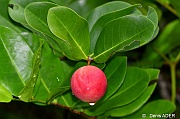 DSC_7580 Prune de France_tn